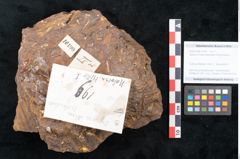 Foto (Objekt + Etikett) von Sequoia novae zeelandiae Ettingshausen (NHMW-GEO-2024-0188-10199)